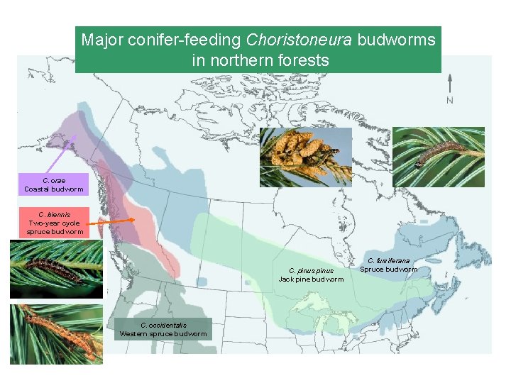 Major conifer-feeding Choristoneura budworms in northern forests C. orae Coastal budworm C. biennis Two-year