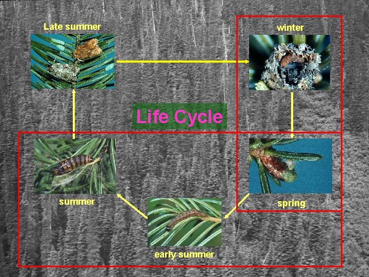 Late summer winter Life Cycle summer spring early summer 