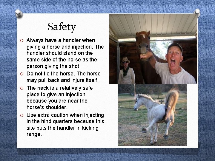 Safety O Always have a handler when giving a horse and injection. The handler