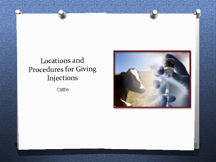Locations and Procedures for Giving Injections Cattle 
