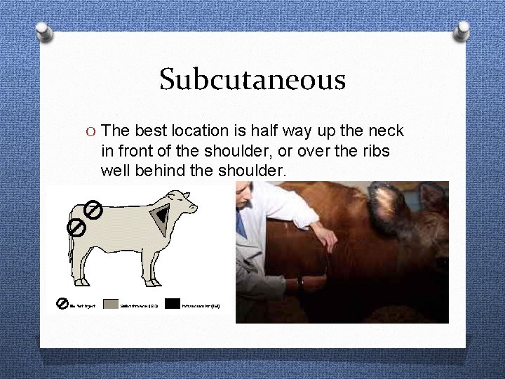 Subcutaneous O The best location is half way up the neck in front of