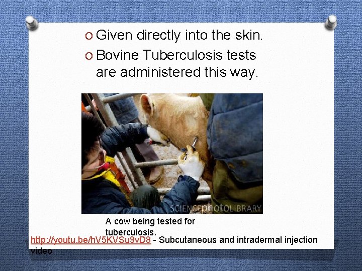 O Given directly into the skin. O Bovine Tuberculosis tests are administered this way.