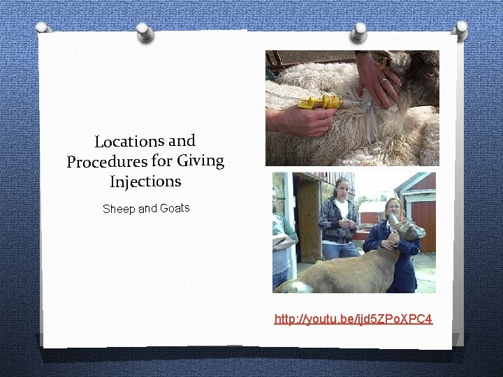 Locations and Procedures for Giving Injections Sheep and Goats http: //youtu. be/ijd 5 ZPo.