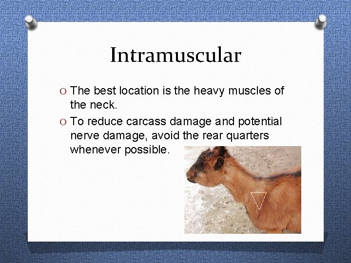 Intramuscular O The best location is the heavy muscles of the neck. O To