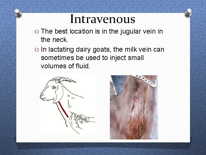 Intravenous O The best location is in the jugular vein in the neck. O