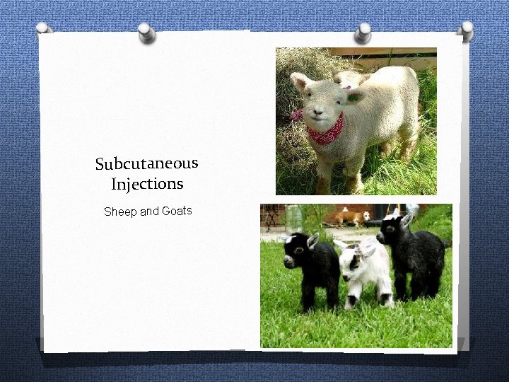 Subcutaneous Injections Sheep and Goats 
