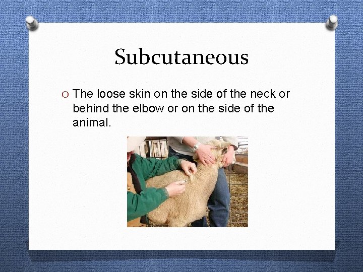 Subcutaneous O The loose skin on the side of the neck or behind the