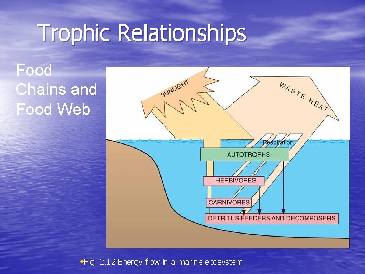 Trophic Relationships Food Chains and Food Web • Fig. 2. 12 Energy flow in