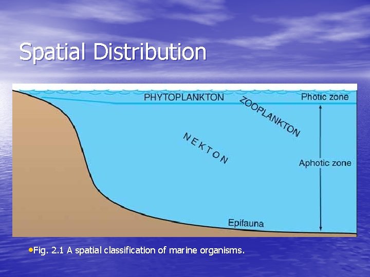 Spatial Distribution • Fig. 2. 1 A spatial classification of marine organisms. 