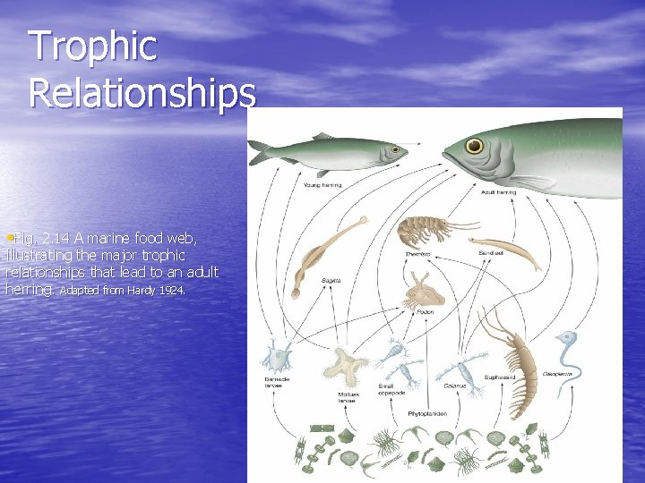 Trophic Relationships • Fig. 2. 14 A marine food web, illustrating the major trophic