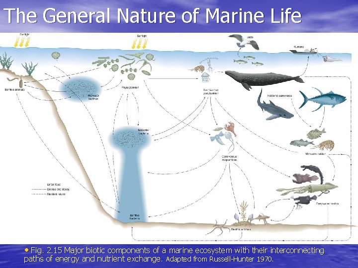 The General Nature of Marine Life • Fig. 2. 15 Major biotic components of