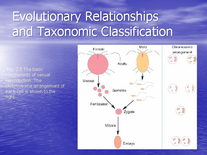 Evolutionary Relationships and Taxonomic Classification Fig. 2. 3 The basic components of sexual reproduction.