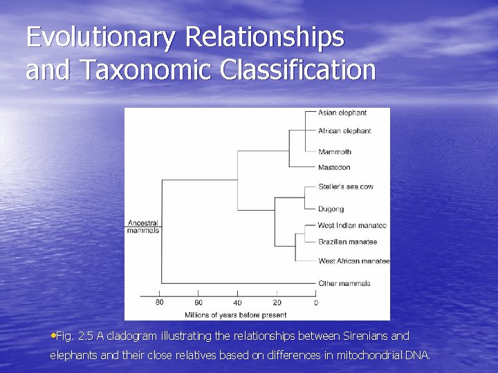 Evolutionary Relationships and Taxonomic Classification • Fig. 2. 5 A cladogram illustrating the relationships