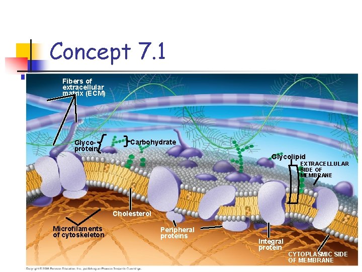 Concept 7. 1 Fibers of extracellular matrix (ECM) Glycoprotein Carbohydrate Glycolipid EXTRACELLULAR SIDE OF