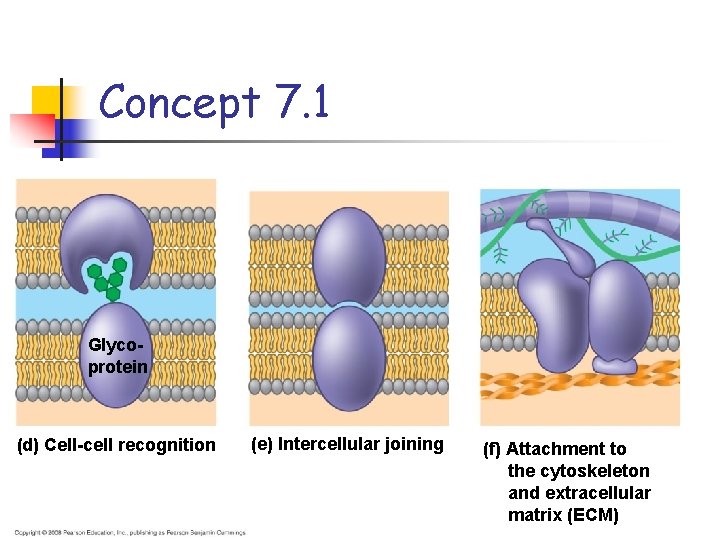 Concept 7. 1 Glycoprotein (d) Cell-cell recognition (e) Intercellular joining (f) Attachment to the