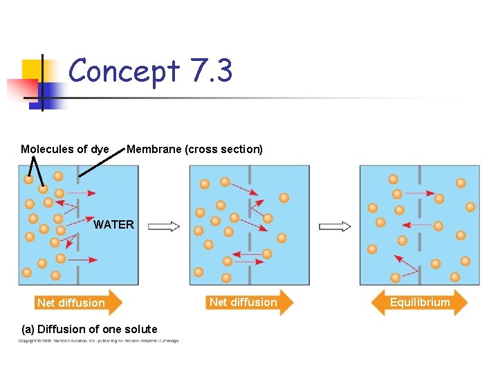 Concept 7. 3 Molecules of dye Membrane (cross section) WATER Net diffusion (a) Diffusion