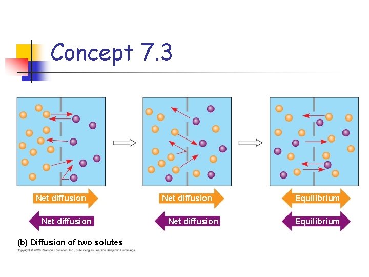Concept 7. 3 Net diffusion (b) Diffusion of two solutes Net diffusion Equilibrium 