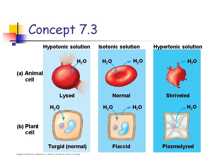 Concept 7. 3 Hypotonic solution H 2 O Isotonic solution H 2 O Hypertonic