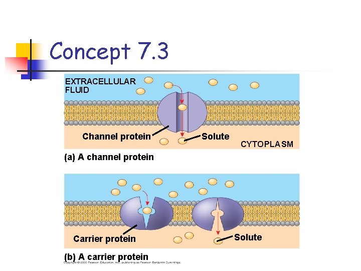 Concept 7. 3 EXTRACELLULAR FLUID Channel protein Solute CYTOPLASM (a) A channel protein Carrier