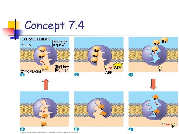 Concept 7. 4 EXTRACELLULAR FLUID [Na+] high [K+] low Na+ Na+ CYTOPLASM Na+ [Na+]