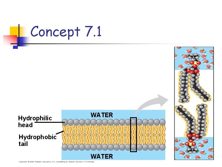 Concept 7. 1 Hydrophilic head WATER Hydrophobic tail WATER 