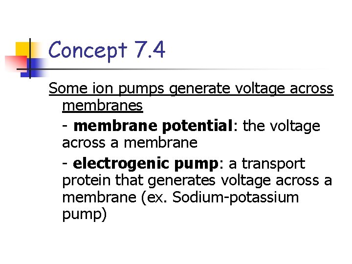 Concept 7. 4 Some ion pumps generate voltage across membranes - membrane potential: the