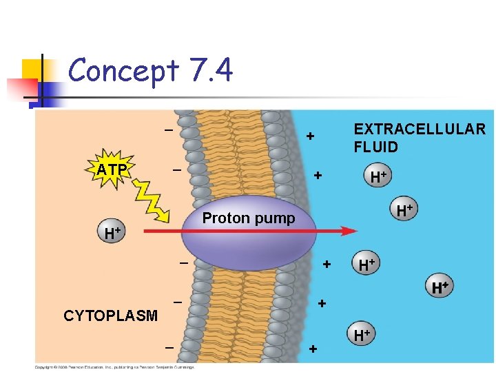 Concept 7. 4 – ATP – + H+ H+ Proton pump H+ – CYTOPLASM