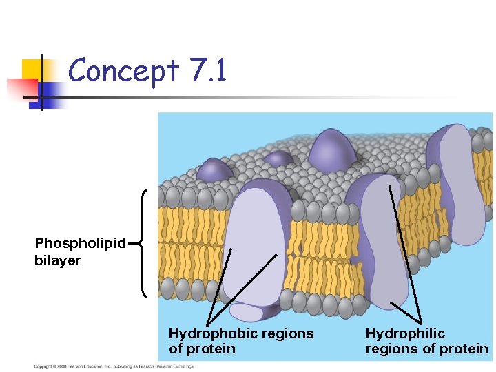 Concept 7. 1 Phospholipid bilayer Hydrophobic regions of protein Hydrophilic regions of protein 
