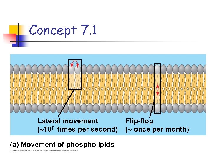 Concept 7. 1 Lateral movement ( 107 times per second) (a) Movement of phospholipids