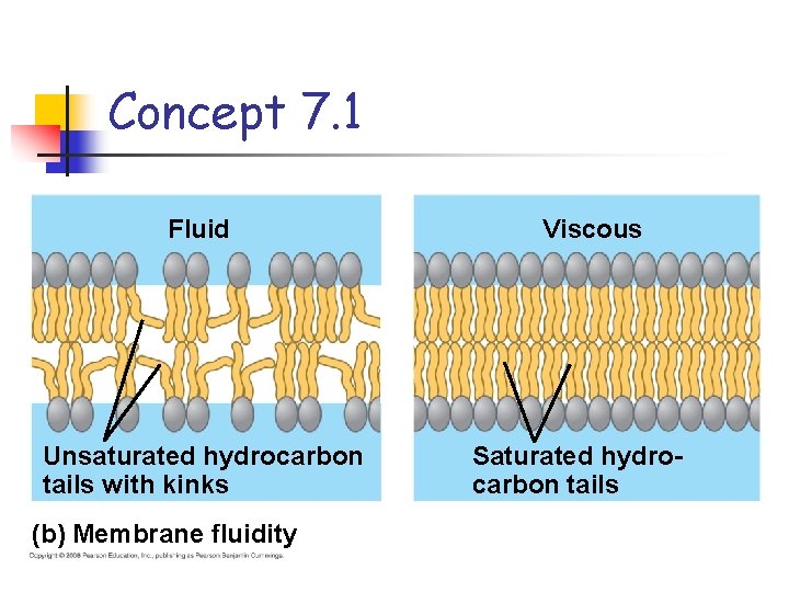 Concept 7. 1 Fluid Unsaturated hydrocarbon tails with kinks (b) Membrane fluidity Viscous Saturated