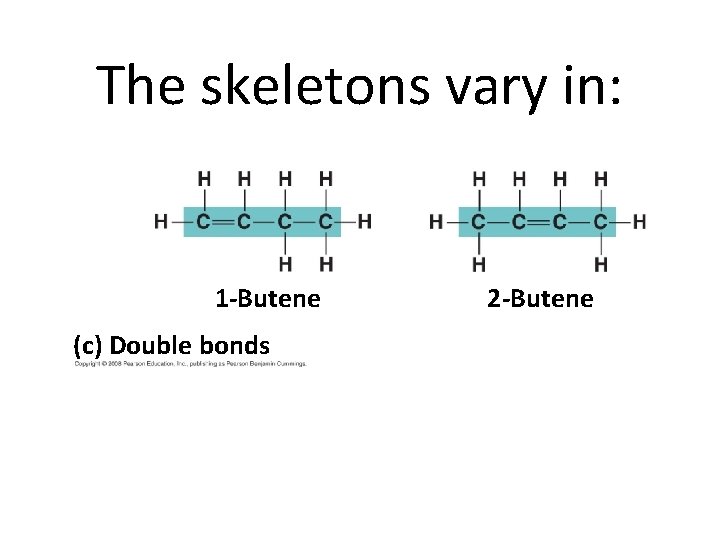 The skeletons vary in: 1 -Butene (c) Double bonds 2 -Butene 