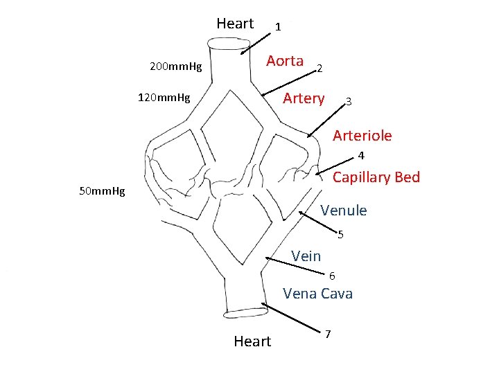Heart 200 mm. Hg 1 Aorta 2 Artery 120 mm. Hg 3 Arteriole 4