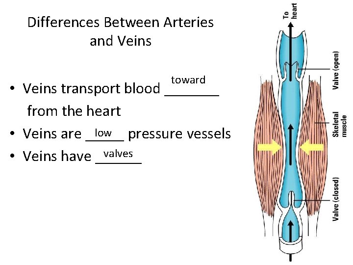 Differences Between Arteries and Veins toward • Veins transport blood _______ from the heart