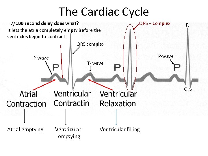 The Cardiac Cycle 7/100 second delay does what? It lets the atria completely empty