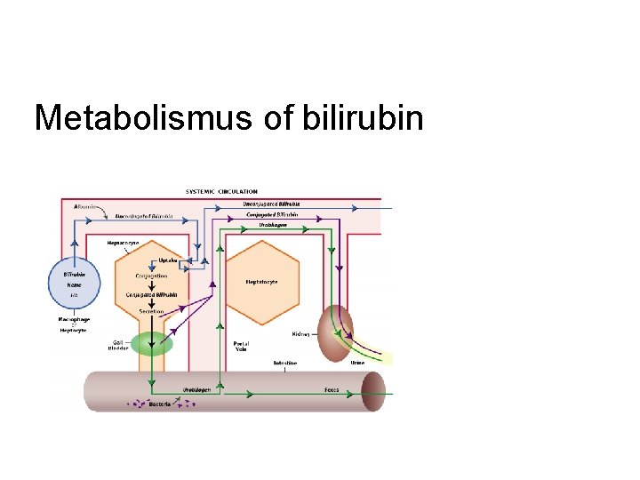 Metabolismus of bilirubin 