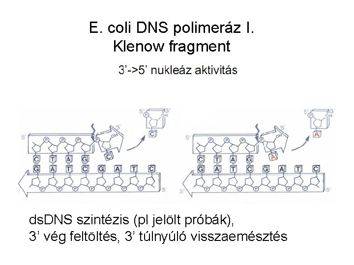 E. coli DNS polimeráz I. Klenow fragment ds. DNS szintézis (pl jelölt próbák), 3’