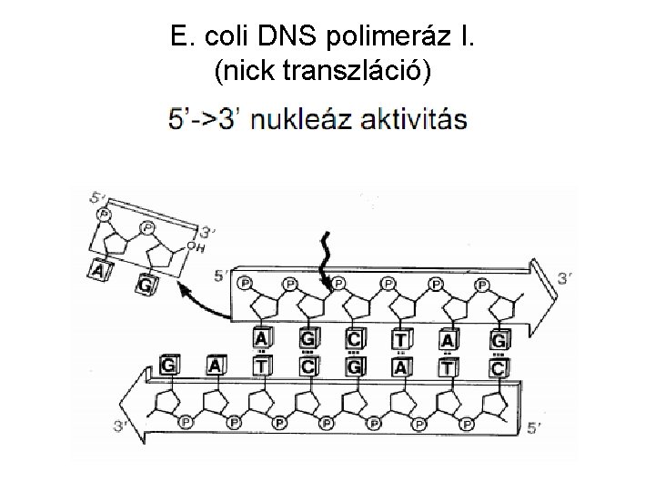 E. coli DNS polimeráz I. (nick transzláció) 