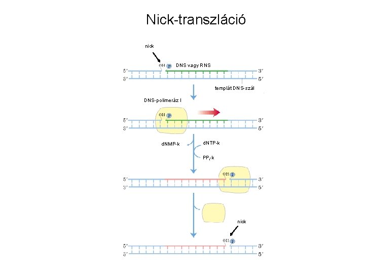 Nick-transzláció nick DNS vagy RNS templát DNS-szál DNS-polimeráz I d. NMP-k d. NTP-k PPi-k