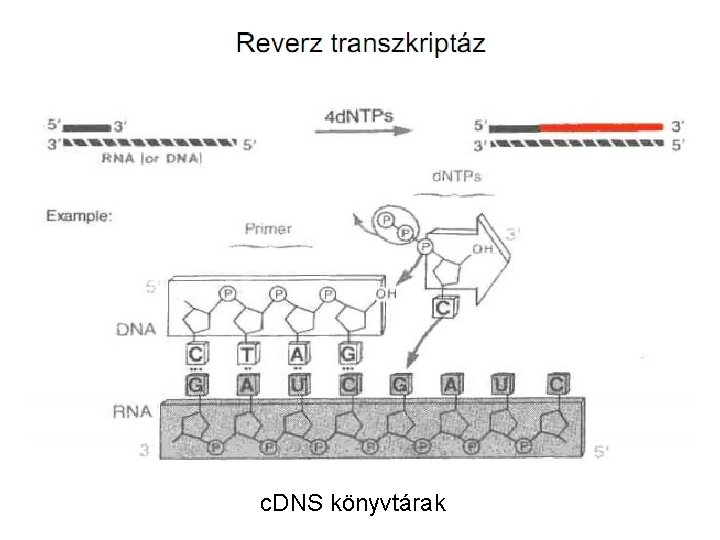 c. DNS könyvtárak 