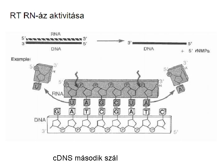 c. DNS második szál 