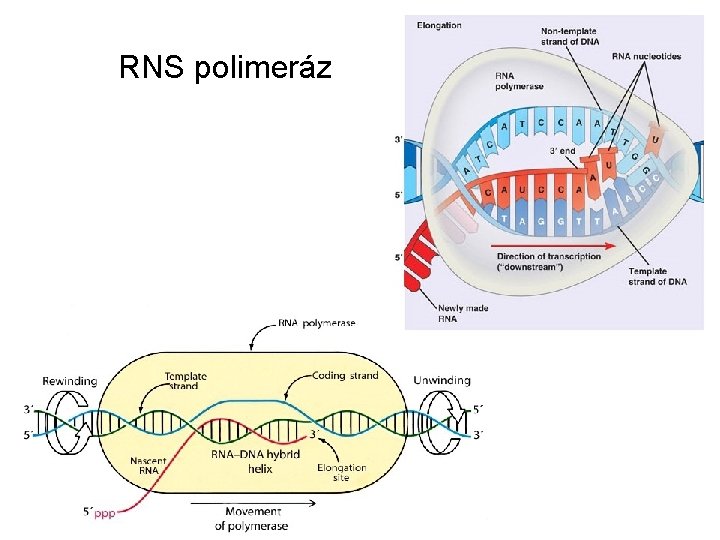 RNS polimeráz 