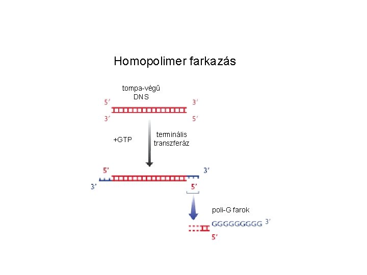 Homopolimer farkazás tompa-végű DNS +GTP terminális transzferáz poli-G farok 