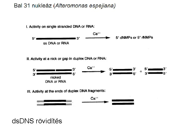 ds. DNS rövidítés 