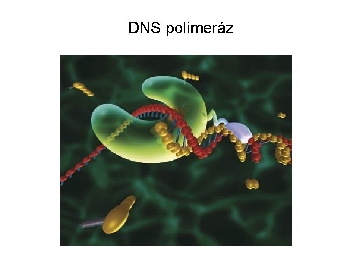 DNS polimeráz 