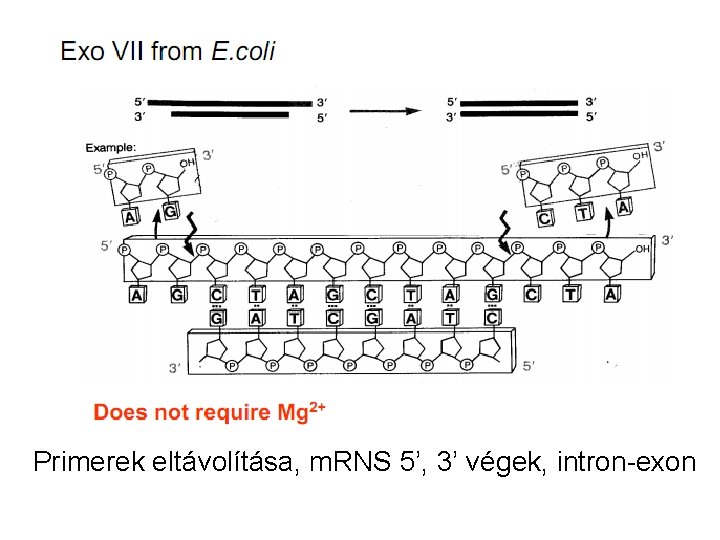 Primerek eltávolítása, m. RNS 5’, 3’ végek, intron-exon 