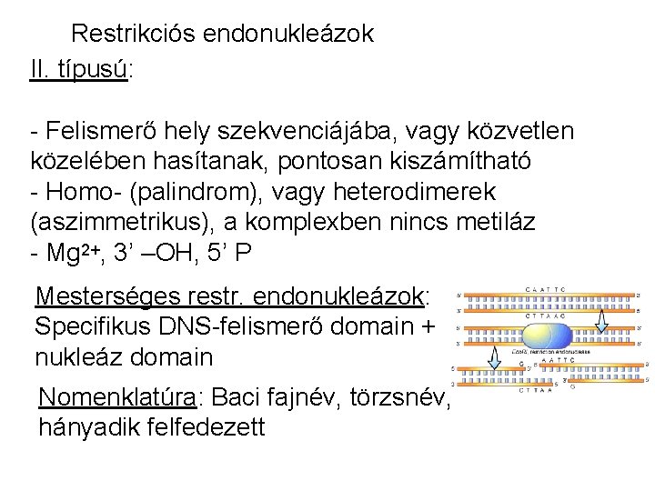 Restrikciós endonukleázok II. típusú: - Felismerő hely szekvenciájába, vagy közvetlen közelében hasítanak, pontosan kiszámítható