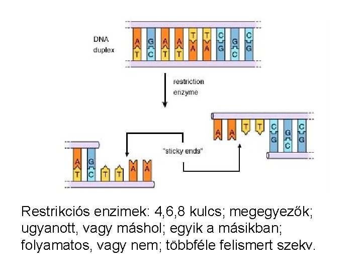 Restrikciós enzimek: 4, 6, 8 kulcs; megegyezők; ugyanott, vagy máshol; egyik a másikban; folyamatos,