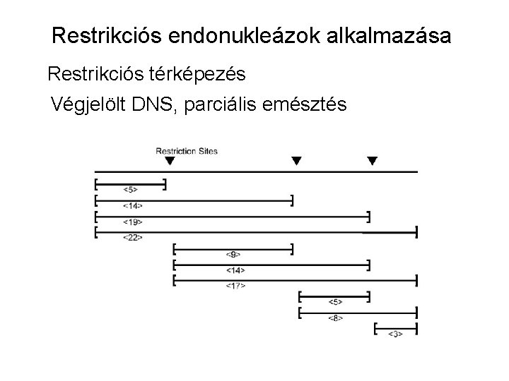 Restrikciós endonukleázok alkalmazása Restrikciós térképezés Végjelölt DNS, parciális emésztés 