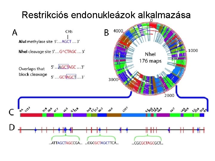 Restrikciós endonukleázok alkalmazása 