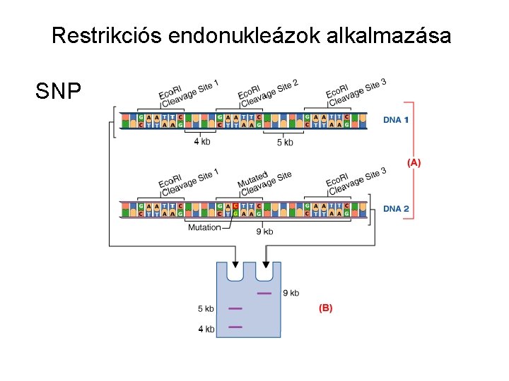 Restrikciós endonukleázok alkalmazása SNP 